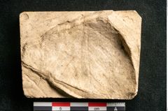 Foto (Detailansicht) von Alnus micana L. (NHMW-GEO-2024-0188-11602)